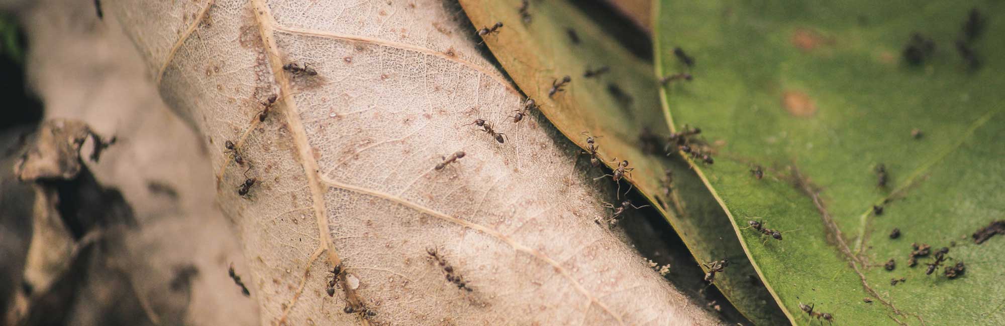 Ants on leaves