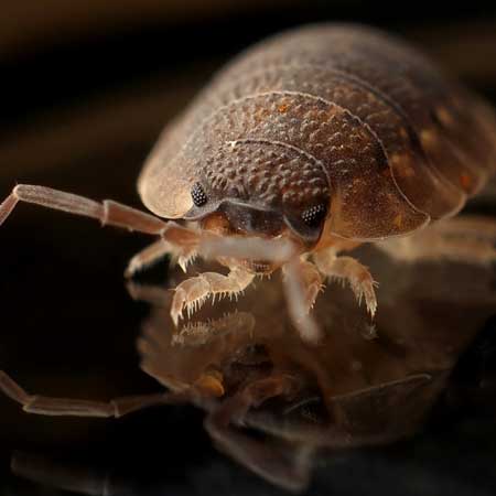 Bed bug up close